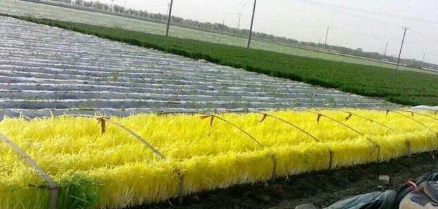 沙质土适合种植哪些农作物（了解沙质土的特点与优势，选择适宜的农作物）
