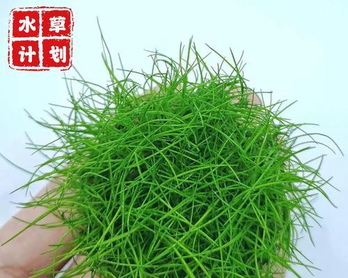 牛毛草种子的种植技巧（从选购到管理，一步步教你成功种植牛毛草）