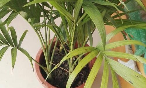 富贵椰子浇水全攻略（正确浇水时间和方法，让你轻松养出健康的富贵椰子）