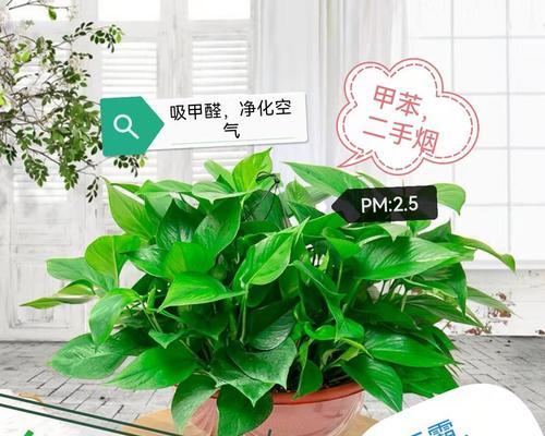 水培绿萝养护指南（让你的绿萝更加旺盛）
