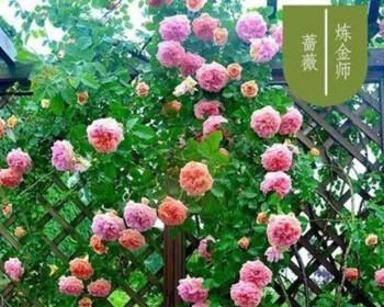 蔷薇四季开花的美丽奥秘（四季芬芳，不言离别——探秘蔷薇的繁花盛景）