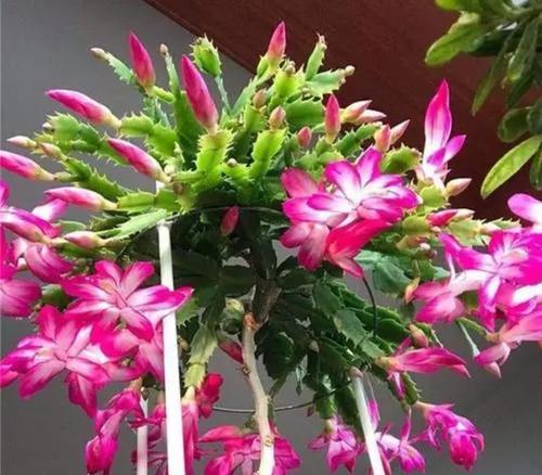 蟹爪兰开花时间及花期特点（探秘蟹爪兰的生长规律，解答你对蟹爪兰的种种疑惑）