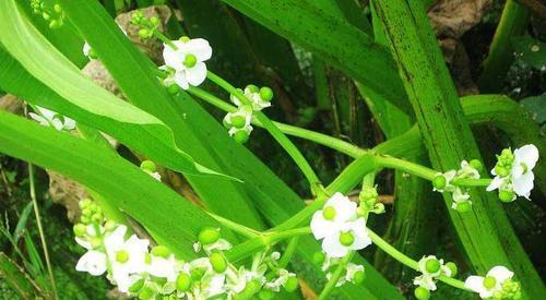 探秘神奇植物——慈姑（了解慈姑的种类、特点、功效和用途）