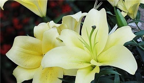 百合花的种植与护理（百合花的种植技巧及注意事项）