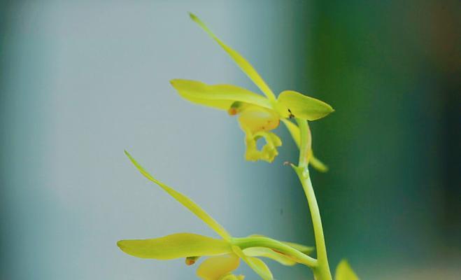 兰花草（揭开兰花草身份的谜团）