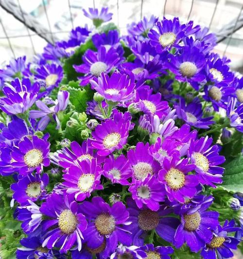 瓜叶菊开花时间及注意事项（一年开几次花，如何让瓜叶菊开出更美的花）