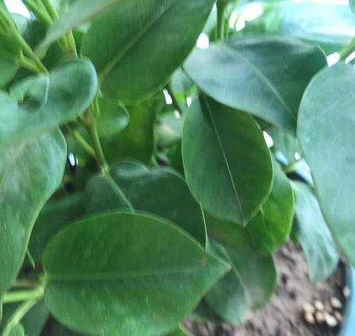 飘香藤种植的最佳土壤选择（如何选择适合飘香藤生长的土壤）