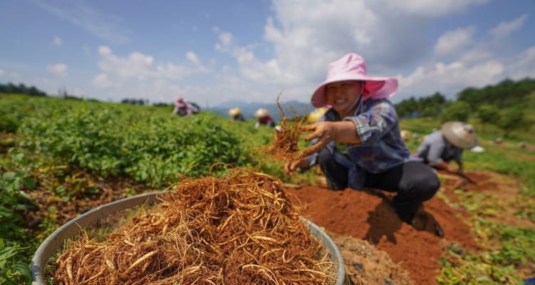 探秘宁夏中药材品种丰富的原因（适宜种植的药材种类及其特点）