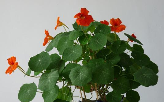 从一盆旱金莲看绿植养护（旱金莲的种植、浇水、施肥、剪枝等）