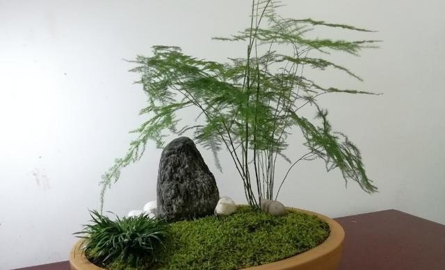 文竹栽培技巧（大盆或小盆？选对容器是成功的一半）