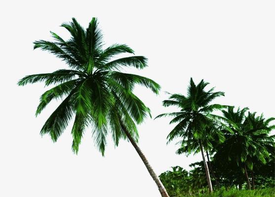 了解椰树（从植物特性到应用领域，全面掌握椰树的知识）