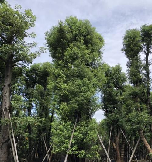 探秘香樟树生长速度（揭开香樟树生长之谜，惊人数据让你大开眼界）