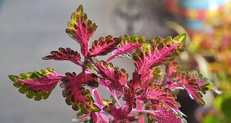 彩叶草叶子蔫了怎么办？——解决方法大揭秘（急救措施+日常护理技巧，轻松拯救叶子蔫的彩叶草！）