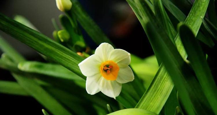 水仙花的喜寒性和耐热性（探究水仙花喜寒耐热的原因及养护要点）