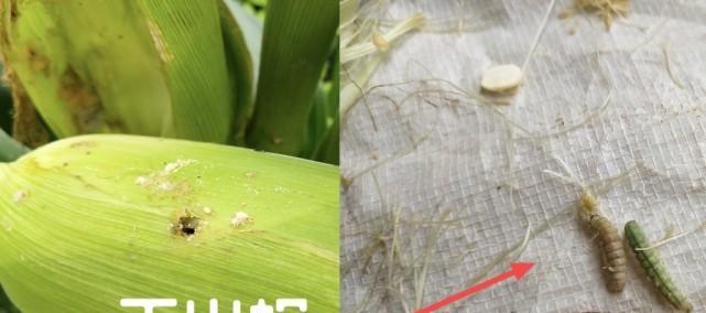 西红柿钻心虫防治方法（如何有效控制西红柿钻心虫？）