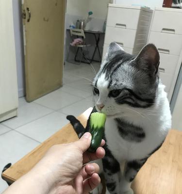 狗可以吃黄瓜吗？（探究狗狗是否可以食用黄瓜的好处和注意事项）