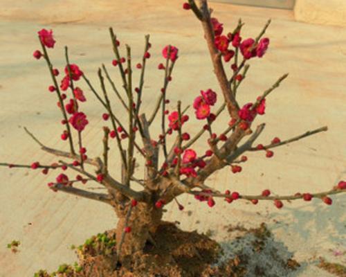 地栽梅花修剪方法（打造美丽的梅花庭院）