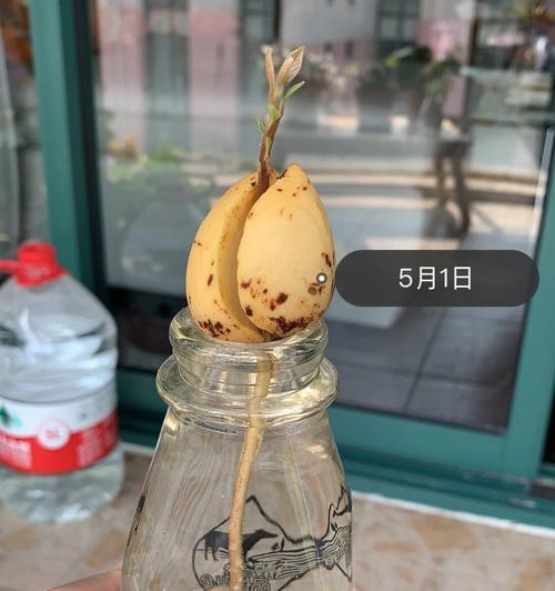 牛油果发芽技巧详解（如何让牛油果快速发芽？发芽过程中需要注意哪些问题？）