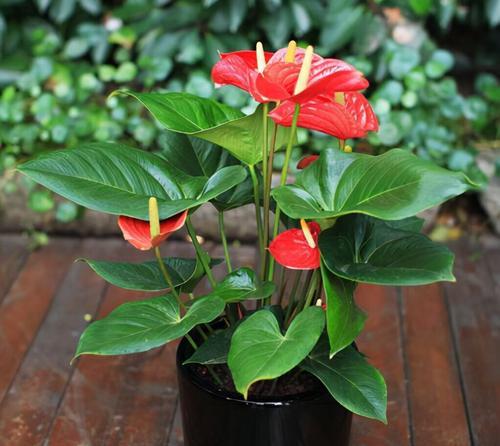 如何养护黄金万两花，让其开出美丽的花朵（种植技巧、施肥方法、病虫害防治等全面解析）