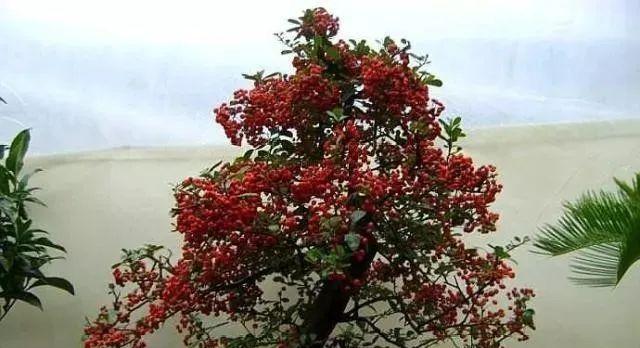 吉祥果养殖全攻略（吉祥果种植技巧与注意事项）