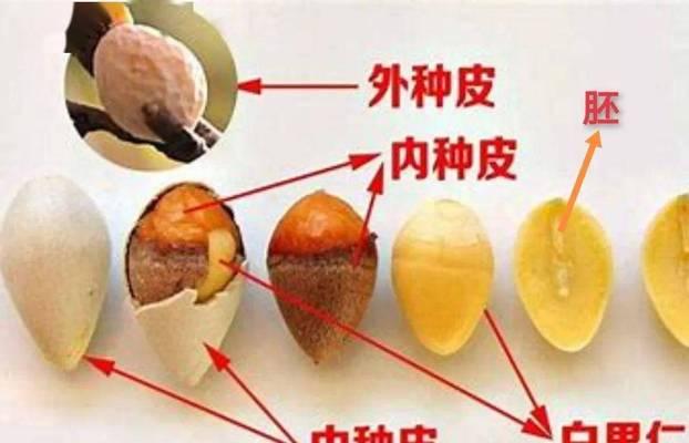 白果是碳水化合物吗？——揭秘白果的营养成分和健康价值（一颗能滋润肺腑的小绿球）
