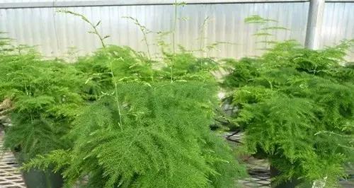 文竹适合的土壤种植方法（打造最适宜文竹生长的土壤，做文竹爱好者的聪明选择）