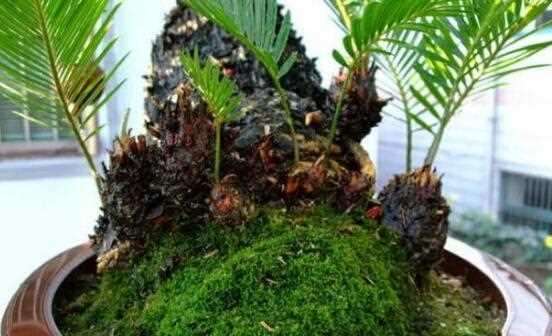 铁树水培养殖方法（简单易行的居家植物种植法）