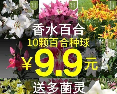 如何选择百合种植的最佳时间（掌握最佳时间，让百合更加茁壮成长）