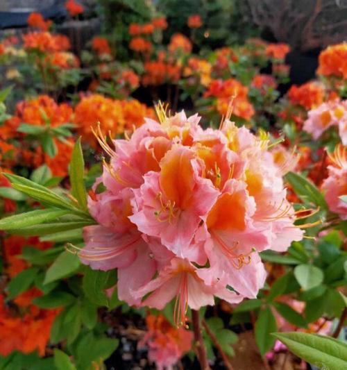 杜鹃花在院子里种植的技巧（打造别样的花园景观）