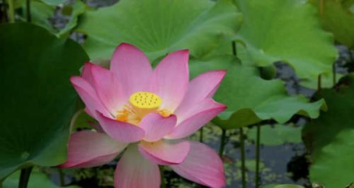 莲花种植技巧（种植时间、栽培方法与要点）