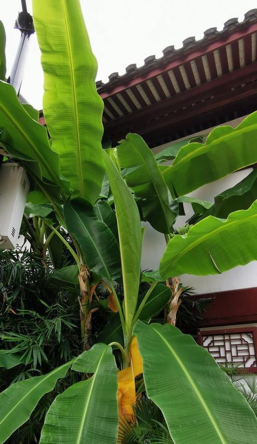 芭蕉树养护指南（让你的芭蕉树更旺盛）
