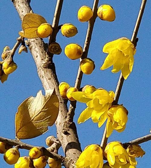 腊梅花的美丽与特点（探秘腊梅花的花形、颜色、芳香和种类）