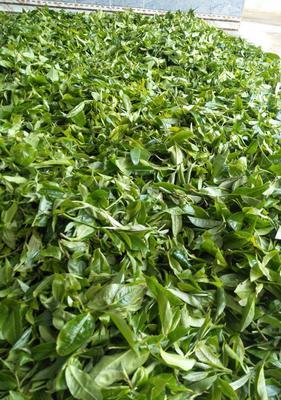 茶叶生产的主要树种（了解这些树种，享受不一样的茶香）