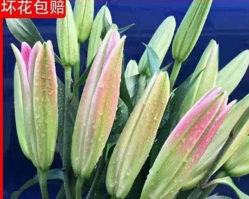 百合养护的技巧（学会正确浇水，让百合健康成长）