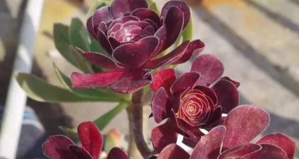 黑法师开花的奇迹（探秘黑法师开花的神奇过程与美丽景象）