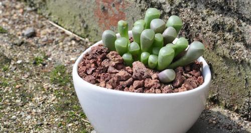 多肉植物施肥全攻略（了解多肉植物的营养需求，让你的肉肉更加茁壮）