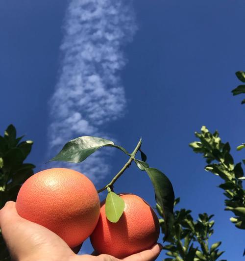 西柚什么时候上市成熟的季节是几月？（探寻西柚成熟的奥秘，带你了解西柚的生长过程和上市时间）