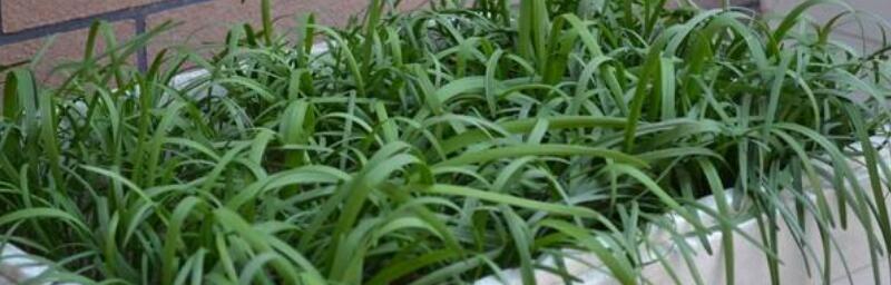 种韭菜，看它几天发芽出苗后几天出土（掌握关键技巧，韭菜种植轻松无忧）