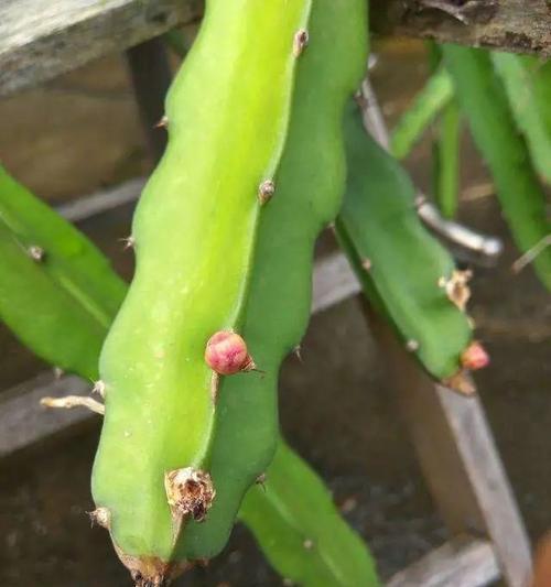 火龙果的繁殖方法和注意事项（种植者必知，轻松掌握种植技巧）