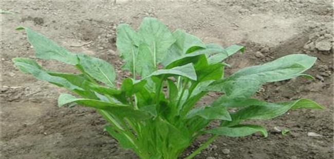 菠菜成熟上市时间及营养价值分析（追踪菠菜上市时间，了解其营养价值）