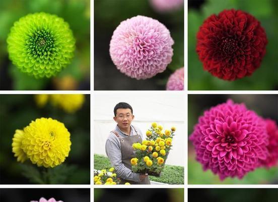乒乓菊——一年生还是多年生？（揭秘乒乓菊的生长周期）