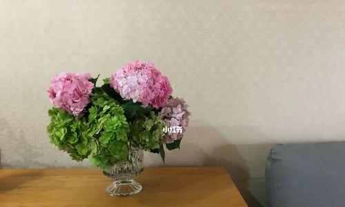为何将绣球花放在卧室有益健康？（绣球花的疗愈功效及适合放置的区域）