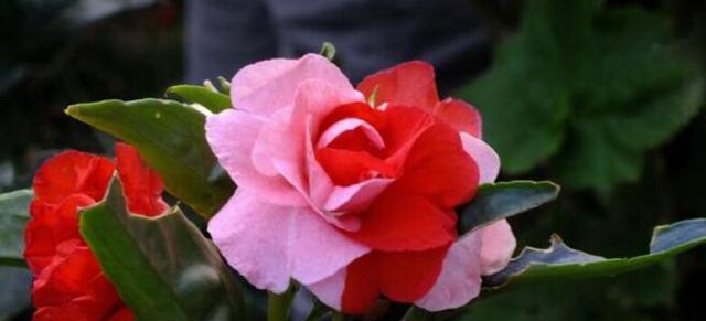 五彩缤纷的凤仙花（五彩缤纷的凤仙花）