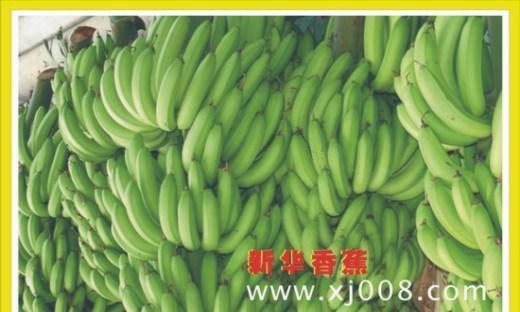 香蕉成熟上市时间及注意事项（了解香蕉成熟的季节，享受健康的美食）