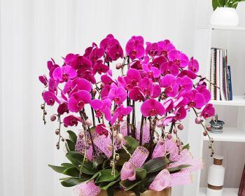 送什么花合适？——朋友搬家送花指南（如何选择适合的花卉？送朋友搬家必备的礼物！）
