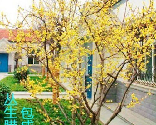 干枝梅剪枝技巧详解（什么时候剪枝最合适？）