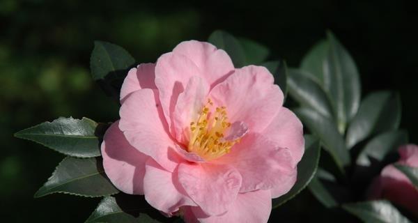 白茶花的花语与寓意（探究白茶花花语的深层含义，传递生命的美好信息）