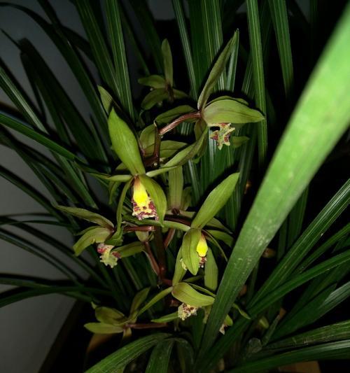 兰花草到底是花还是草？（解析兰花草的分类和特点）