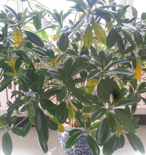 如何解决非洲茉莉不开花的问题？（教你轻松打造盛开的非洲茉莉花园，拥抱美好生活。）