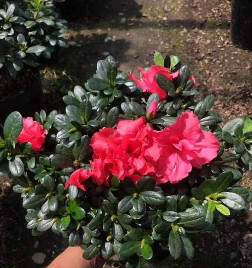 西洋鹃不开花的原因（解密西洋鹃不开花的奥秘）